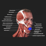 003_JawlineTrainer_1000x1000px